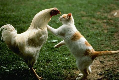 babak: cat vs rooster