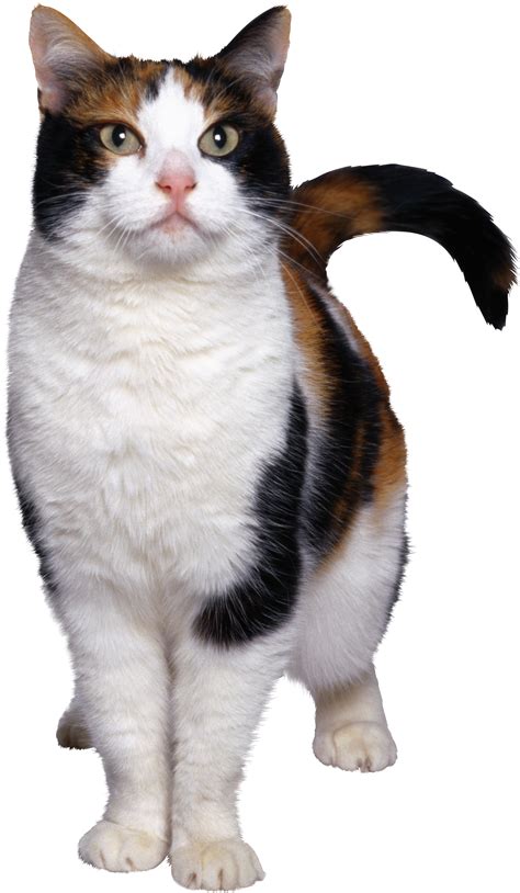 Cat Png Transparent Background Transparent Cat Transparent Background | The Best Porn Website