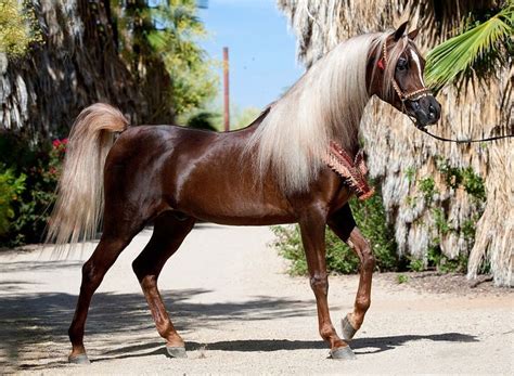 450 best Arabian horses images on Pinterest | Arabian horses, Beautiful ...