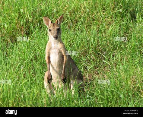 An Agile Wallaby (Macropus agilis) standing in tall grass at Fogg Dam ...