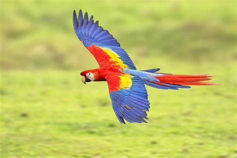 Scarlet Macaw Fly-by | A wild Scarlet Macaw from my Costa Ri… | Flickr