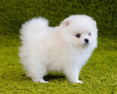 El otro tipo de perro Pomerania blanco es realmente una Pomerania crema ...