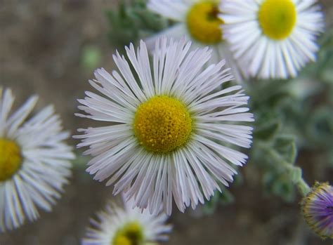 Gardening and Flowers: White Daisy Flower