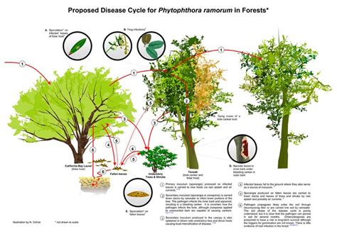 Disease Cycle for Phytophthora ramorum