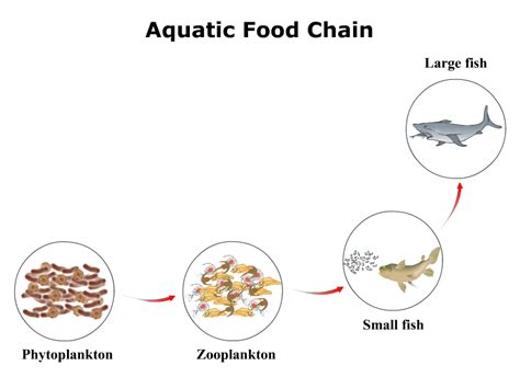 Aquatic Food Web Diagram