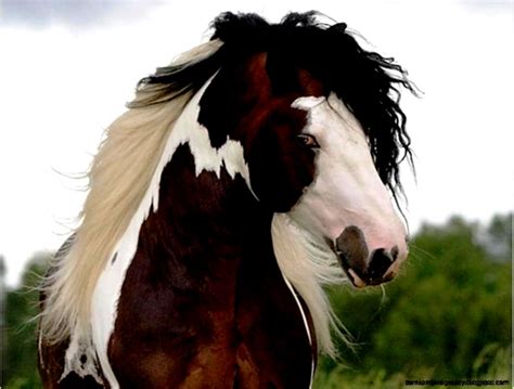 Wild Paint Horse Wallpaper | Wallpapers Gallery