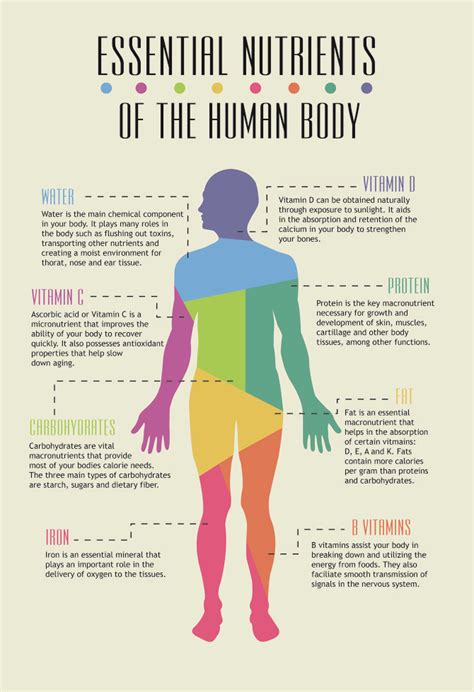 Essential Nutrients Infographic - Zac Campbell