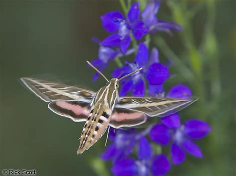 Sphinx Hummingbird Moth