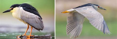 Types of herons in Ohio! (9 species) (2022)