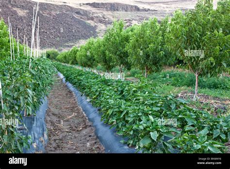 Intercropping, young Nectarine orchard Stock Photo, Royalty Free Image ...