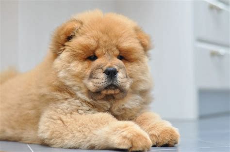 Chow Chow Dog: Temperament, Characteristics, and Personality | Perfect ...