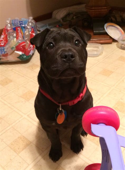 Onyx 16 week old sharpull sharpei pitbull mix. She is excellent with my toddler and very smart ...