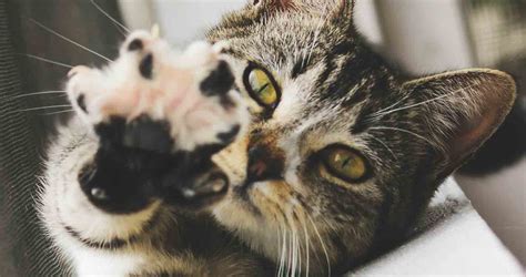 "Polydactyl Cats: Fascinating Facts About Cats with Extra Toes"