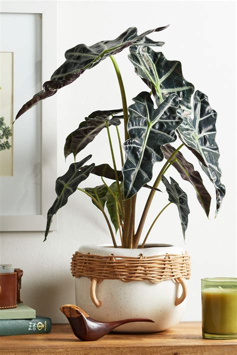 How to Grow an Elephant Ear Plant Indoors