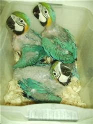 Baby Blue & Gold Macaw Parrot Buy baby blue gold macaw pet parrot in Cagayan De Oro