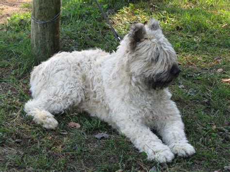 Bouvier Des Flandres Info, Temperament, Puppies, Pictures