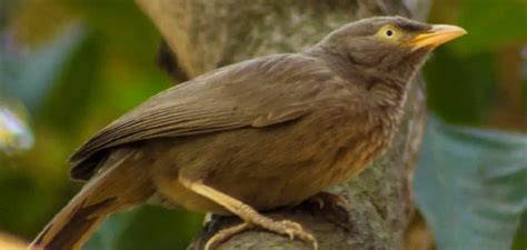 Babbler Spiritual Meaning, Symbolism and Totem | Explanation