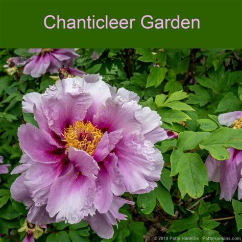 Chanticleer Garden :: Beautiful Flower Pictures Blog