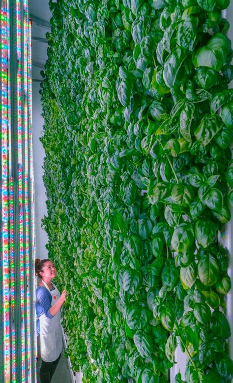 Is Vertical Farming the Next Big Thing in Agriculture? — Tosh Farms