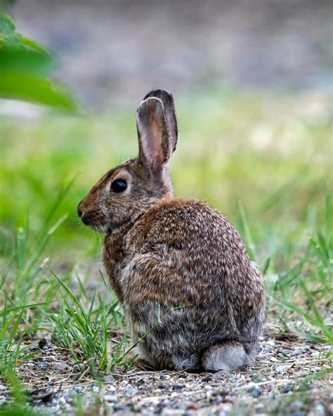 A Comprehensive Guide to Rabbit Symbolism: Everything You Need to Know — Palos Verdes Pulse