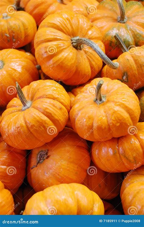 Baby pumpkin stock image. Image of food, pumpkin, fruit - 7185911