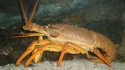 Giant crayfish ‘is new species’