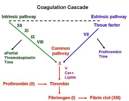 Coagulation Cascade - Stepwards