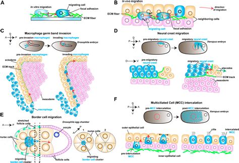 Frontiers | Emerging concepts on the mechanical interplay between ...