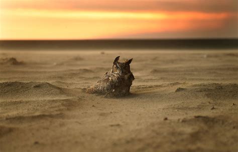 These Haunting Photos Show Animals Fleeing The Massive California Wildfires