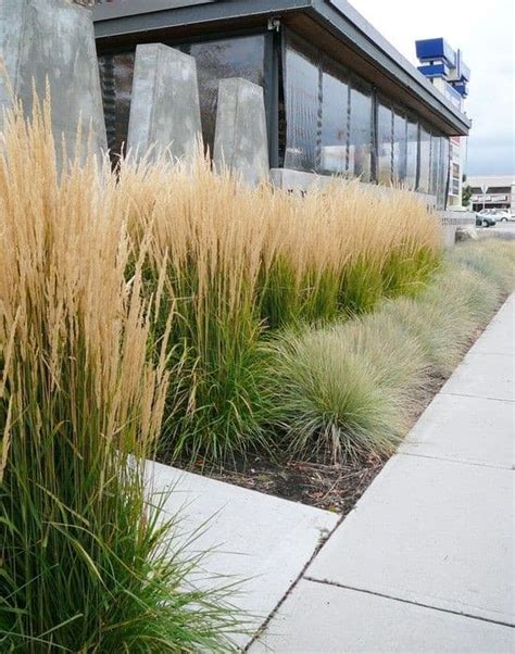 Gorgeous Grasses To Design With - Lifescape Colorado