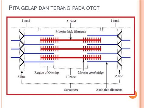 Mekanisme kerja otot & rangka hewan