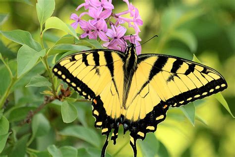 Eastern Tiger Swallowtail Butterfly Photograph by Sheila Brown