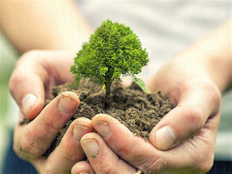 Tree planting – Greener Land