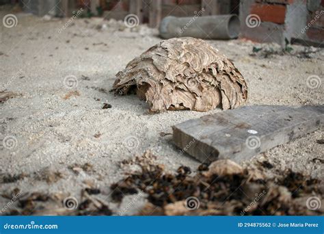 Some dead asian hornets stock photo. Image of wing, wasp - 294875562