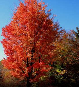 What Grows On in Rhode Island News: Forests, Trees, Wilderness, Arboreta, Arboriculture