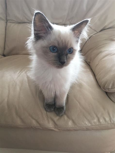 Beautiful Blue Point Ragdoll Kitten (Male) | in Torquay, Devon | Gumtree