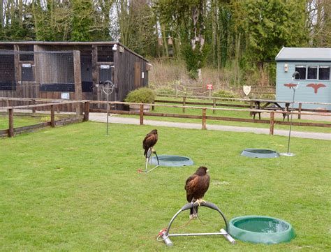 Sunday Lunch, Playgrounds & Birds of Prey at Walworth Castle, Darlington | North East Family Fun