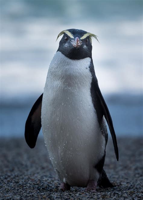 Pin on Penguins--Fiordland Crested