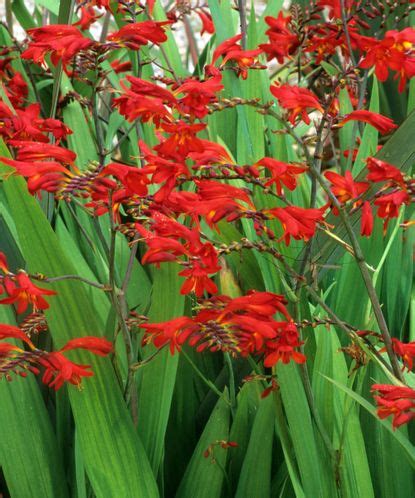 Crocosmia varieties: 16 gorgeous types of montbretia to try | Gardeningetc