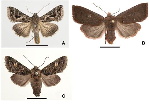 Figure 1 from Three New Records of Noctuid Moths (Lepidoptera: Noctuidae) from Korea | Semantic ...