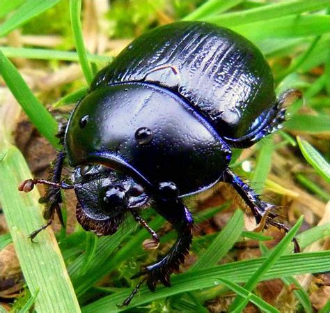 scottish insect - Google Search | Insects, Beetle, Insect monster