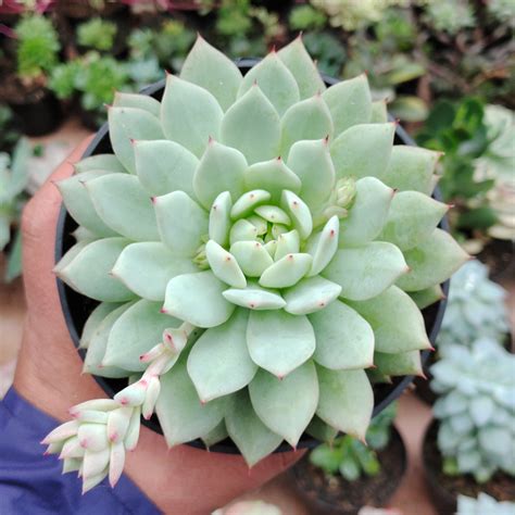 15 Spectacular Green Succulents That Showcase Nature's Sublime Beauty