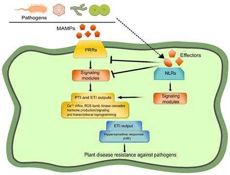 IJMS | Free Full-Text | An Overview of PRR- and NLR-Mediated Immunities ...