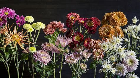 Chrysanthemum: Elegant, Symbolic Flowers for Autumn Bouquets - Sunset