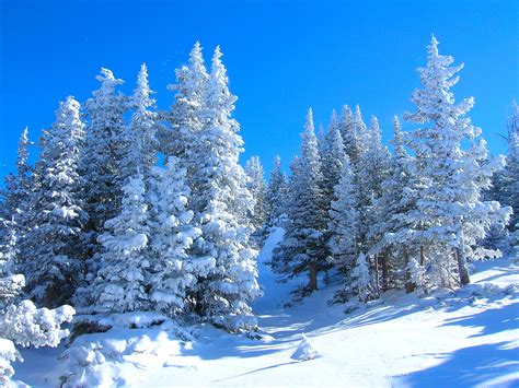 winter, Forest, Trees, Landscape Wallpapers HD / Desktop and Mobile ...