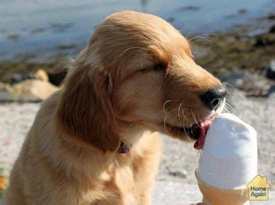 dogs eating ice cream - Dogs Photo (41435160) - Fanpop