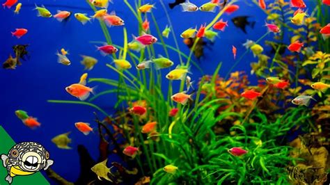 Glofish Care Guide – Aquarium Co-Op – HousePetsCare.com