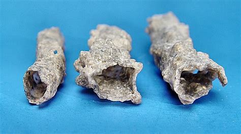 Fulgurite: What Happens When Lightning Strikes Sand | Amusing Planet