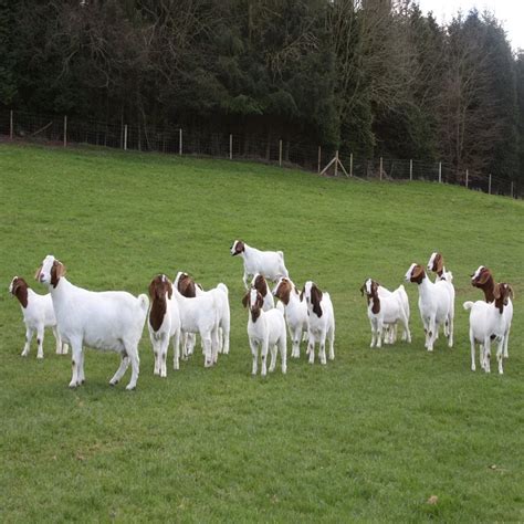 Boer Goat Pure Breed Boer Goats Live,African Boer Local Breed Goat For ...