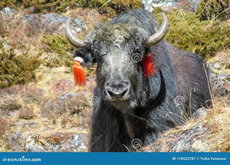 Yak Animal in Himalayas Mountains Stock Image - Image of altitude, everest: 116522787